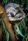 AUSTRALIA, New South Wales, Blue Mountains Nat Park, Koala asleep on gum tree, AUS693JPL