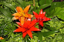AUSTRALIA, New South Wales, Bromeliad (Guzmania) flowers, AUS1333JPL