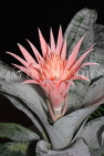 AUSTRALIA, New South Wales, Bromeliad (aka Pineapple) flower, AUS1334JPL