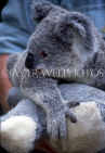 AUSTRALIA, New South Wales, Featherdale Wildlife Park, Koala, AUS721JPL