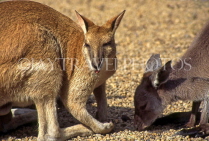 AUSTRALIA, New South Wales, Kangaroo and Wallaby, AUS715JPLA