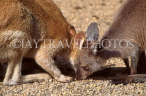 AUSTRALIA, New South Wales, Kangaroo and Wallaby, AUS716JPL