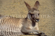 AUSTRALIA, New South Wales, Kangaroo and Wallaby, AUS717JPL