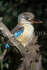 AUSTRALIA, New South Wales, Kookaburra (large Kingfisher), AUS722JPL