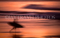 AUSTRALIA, New South Wales, SYDNEY, Bondai beach, surfer on beach, dusk, AUS1043JPL