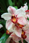 AUSTRALIA, New South Wales, orchid farm, Cymbidium Orchids, AUS1283JPL