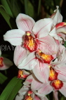 AUSTRALIA, New South Wales, orchid farm, Cymbidium Orchids, AUS1284JPL