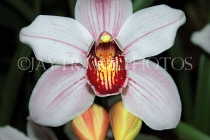 AUSTRALIA, New South Wales, orchid farm, Cymbidium Orchids, AUS1285JPL