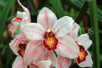 AUSTRALIA, New South Wales, orchid farm, Cymbidium Orchids, AUS1287JPL