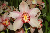 AUSTRALIA, New South Wales, orchid farm, Cymbidium Orchids, AUS1289JPL