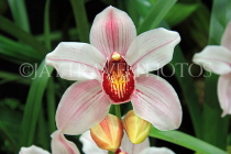 AUSTRALIA, New South Wales, orchid farm, Cymbidium Orchids, AUS1293JPL