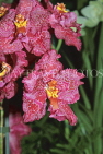 AUSTRALIA, New South Wales, orchid farm, Odontioda, South American hybrid, AUS1294JPL