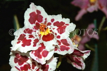 AUSTRALIA, New South Wales, orchid farm, Odontioda, South American hybrid, AUS1295JPL