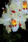AUSTRALIA, New South Wales, orchid farm, Odontioda, South American hybrid, AUS1296JPL