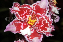AUSTRALIA, New South Wales, orchid farm, Odontioda, South American hybrid, AUS1298JPL