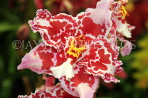 AUSTRALIA, New South Wales, orchid farm, Odontioda, South American hybrid, AUS1299JPL