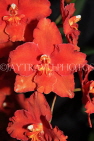 AUSTRALIA, New South Wales, orchid farm, Odontioda, South American hybrid, AUS1300JPL