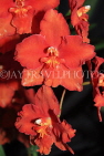 AUSTRALIA, New South Wales, orchid farm, Odontioda, South American hybrid, AUS1301JPL