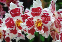 AUSTRALIA, New South Wales, orchid farm, Odontioda, South American hybrid, AUS1303JPL