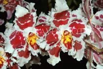 AUSTRALIA, New South Wales, orchid farm, Odontioda, South American hybrid, AUS1304JPL