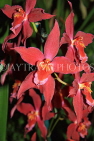 AUSTRALIA, New South Wales, orchid farm, Odontioda, South American hybrid, AUS1305JPL