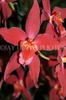 AUSTRALIA, New South Wales, orchid farm, Odontioda, South American hybrid, AUS1306JPL
