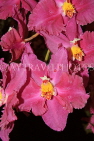 AUSTRALIA, New South Wales, orchid farm, Odontioda, South American hybrid, AUS1307JPL