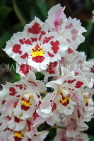 AUSTRALIA, New South Wales, orchid farm, Odontioda, South American hybrid, AUS1308JPL