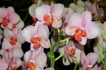 AUSTRALIA, New South Wales, orchid farm, Phalaenopsis Orchids, AUS1281JPL