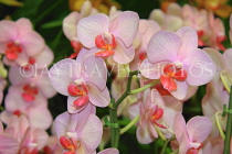 AUSTRALIA, New South Wales, orchid farm, Phalaenopsis Orchids, AUS1282JPL