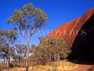 AUSTRALIA, Northern Territory, AYERS ROCK (Uluru) and Gum trees (Eucalyptus), AUS226JPL