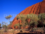 AUSTRALIA, Northern Territory, AYERS ROCK (Uluru) and Gum trees (Eucalyptus), AUS227JPL
