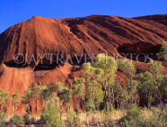 AUSTRALIA, Northern Territory, AYERS ROCK (Uluru) section, and Gum Trees (Eucaplyptus), AUS229JPL