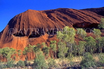 AUSTRALIA, Northern Territory, AYERS ROCK (Uluru) section, and Gum Trees (Eucaplyptus), AUS355JPL
