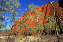 AUSTRALIA, Northern Territory, AYERS ROCK (Uluru) section, and Gum trees, AUS354JPL