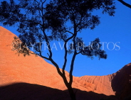AUSTRALIA, Northern Territory, AYERS ROCK (Uluru) section and Gum tree silhuette, AUS231JPL