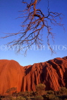 AUSTRALIA, Northern Territory, AYERS ROCK (Uluru) section and tree branch, AUS1048JPL