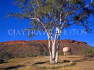AUSTRALIA, Northern Territory, Alice Springs, John Flynn's grave and Gum Tree, AUS252JPL