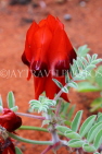 AUSTRALIA, Northern Territory, Alice Springs, Sturt's Desert Pea flower, AUS1310JPL