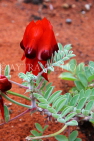 AUSTRALIA, Northern Territory, Alice Springs, Sturt's Desert Pea flower, AUS1311JPL