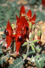 AUSTRALIA, Northern Territory, Alice Springs, Sturt's Desert Pea flowers, AUS382JPL