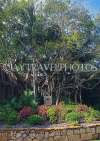 AUSTRALIA, Northern Territory, Darwin, 'Tree of Knowledge' banyan tree, AUS301JPL
