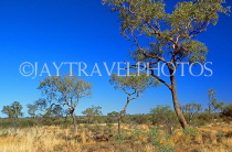 AUSTRALIA, Northern Territory, Eucalyptus (Gum) trees, near Ayers Rock area, AUS366JPL
