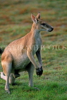 AUSTRALIA, Northern Territory, Kakadu National Park, Kangaroo, AUS851JPL