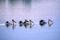 AUSTRALIA, Northern Territory, Kakadu National Park, Pelicans at Yellow Waters billabong, AUS845JPL