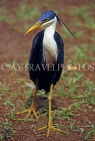 AUSTRALIA, Northern Territory, Kakadu National Park, Pied Heron, AUS846JPL