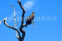 AUSTRALIA, Northern Territory, Kakadu National Park, birdlife, Whistling Kite, AUS594JPL