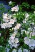 AZORES, Pico Island, white Azalea flowers, AZ334JPL
