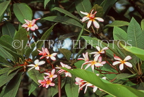 BAHAMAS, New Providence Island, Frangipani (Plumeria) flowers, BAH520JPL