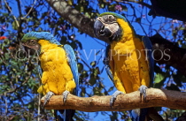 BAHAMAS, New Providence Island, Nassau, Ardastra Gardens, Macaws, BAH158JPL